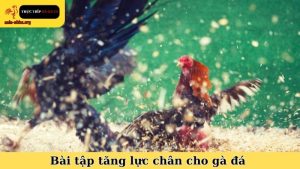 bài tập tăng lực chân cho gà đá