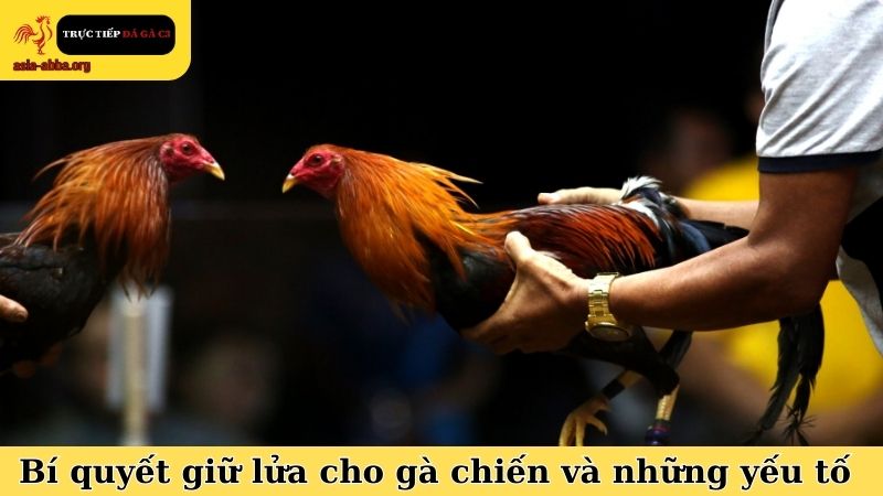 Bí quyết giữ lửa cho gà chiến và những yếu tố ảnh hưởng
