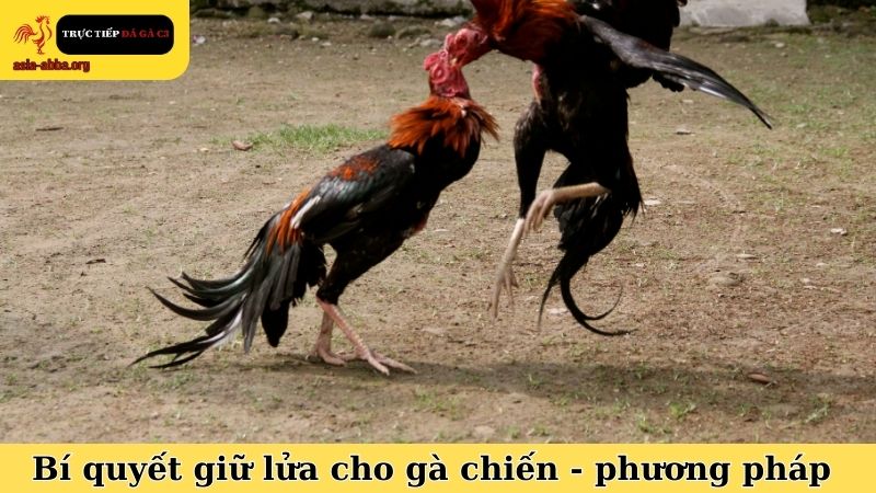 Bí quyết giữ lửa cho gà chiến và những phương pháp thực hiện hiệu quả
