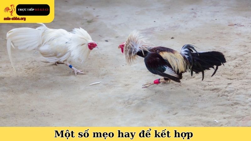 Một số mẹo hay để kết hợp cùng bí quyết giữ lửa cho gà chiến