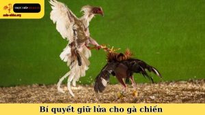 bí quyết giữ lửa cho gà chiến