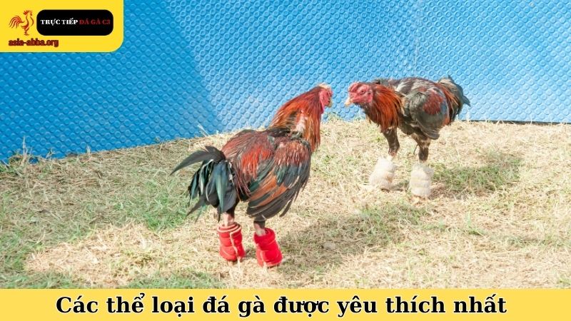 Các thể loại đá gà được yêu thích nhất tại Đá Gà C3