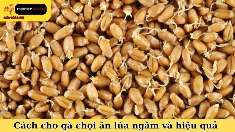 Cách cho gà chọi ăn lúa ngâm và hiệu quả trong thực tế
