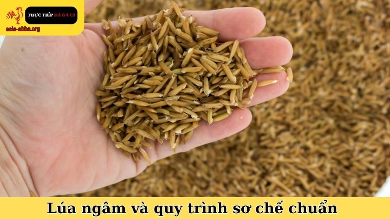 Cách cho gà chọi ăn lúa ngâm và quy trình sơ chế chuẩn