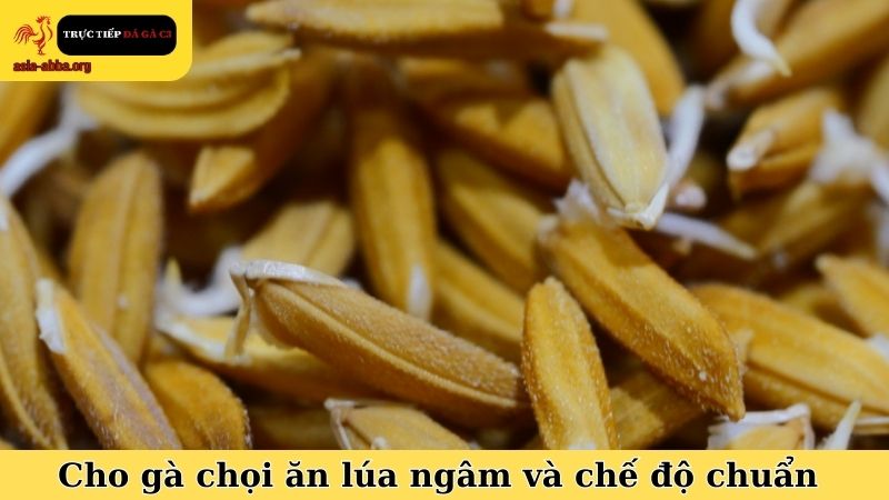 Cách cho gà chọi ăn lúa ngâm và chế độ cho ăn chuẩn