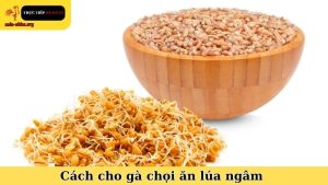 cách cho gà chọi ăn lúa ngâm