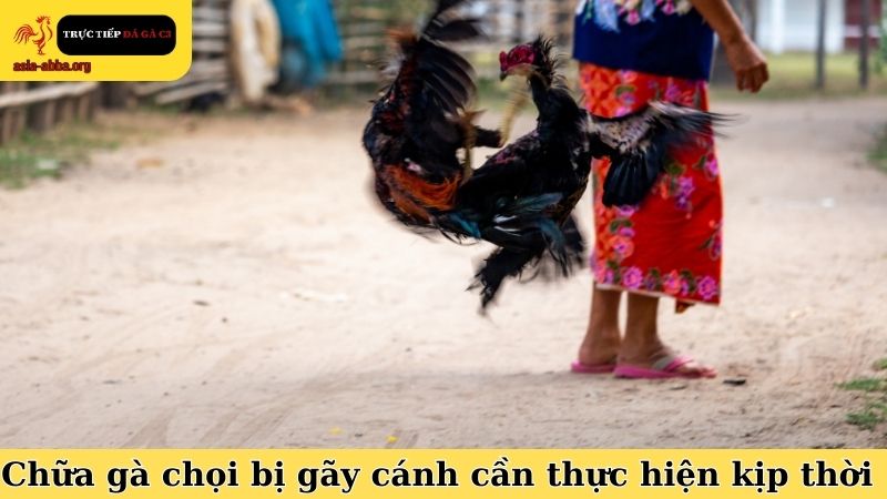 Cách chữa gà chọi bị gãy cánh cần thực hiện kịp thời và chính xác