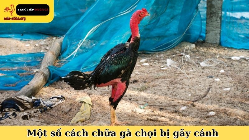 Một số cách chữa gà chọi bị gãy cánh ngay tại chỗ