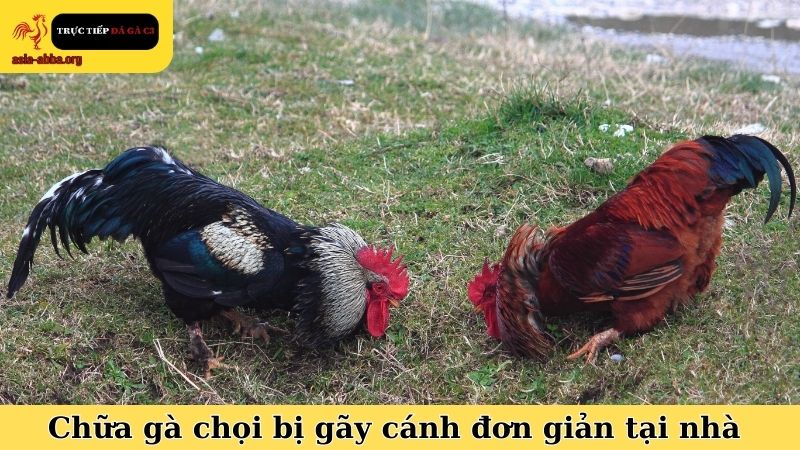 Cách chữa gà chọi bị gãy cánh với những nguyên liệu đơn giản tại nhà