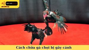 cách chữa gà chọi bị gãy cánh