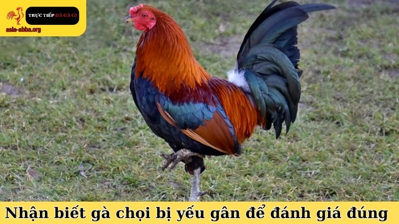Áp dụng cách nhận biết gà chọi bị yếu gân để đánh giá đúng tình trạng