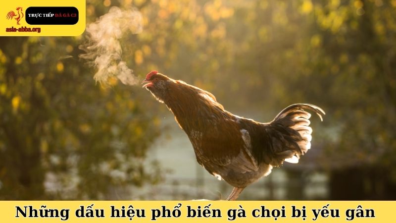 Những dấu hiệu phổ biến trong cách nhận biết gà chọi bị yếu gân