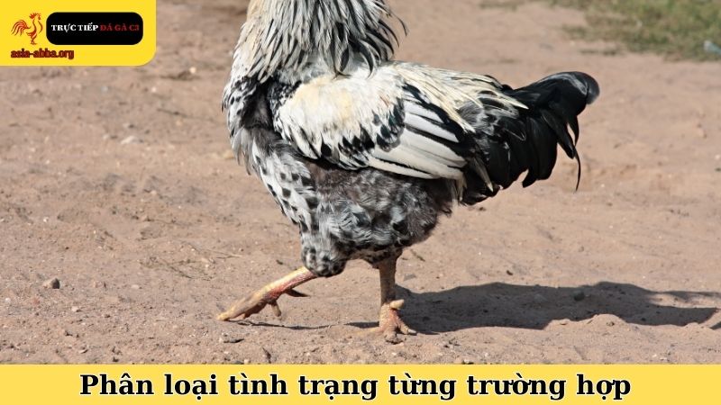 Cách nhận biết gà chọi bị yếu gân và phân loại tình trạng từng trường hợp