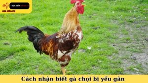 cách nhận biết gà chọi bị yếu gân