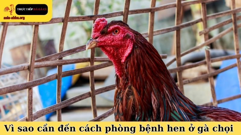 Lý do vì sao sư kê phải cần đến cách phòng bệnh hen ở gà chọi