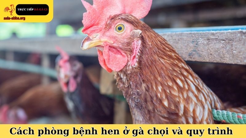 Cách phòng bệnh hen ở gà chọi và quy trình thực hiện cơ bản