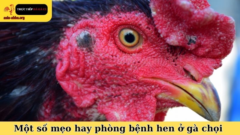 Một số mẹo hay có thể áp dụng kết hợp với cách phòng bệnh hen ở gà chọi