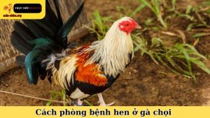 cách phòng bệnh hen ở gà chọi