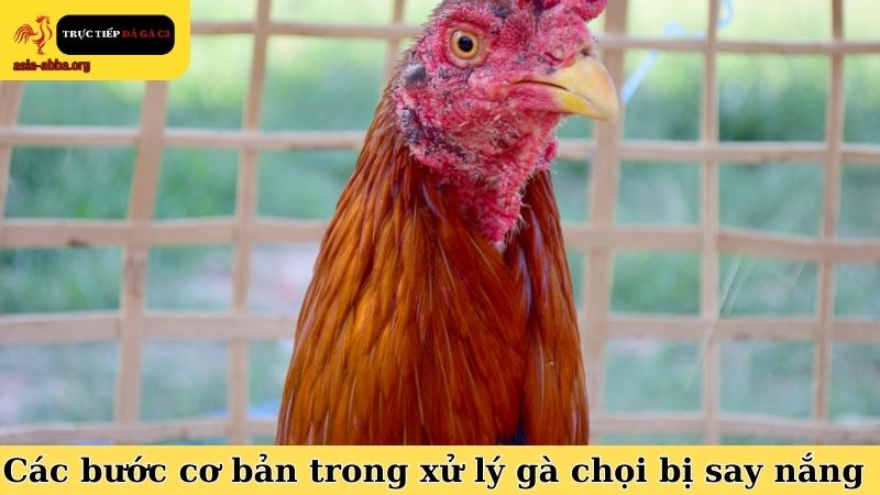 Các bước thực hiện cơ bản trong cách xử lý gà chọi bị say nắng