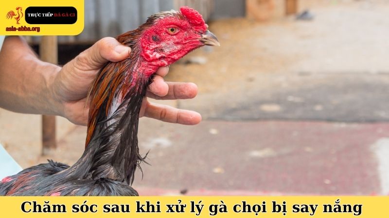 Chăm sóc sau khi áp dụng cách xử lý gà chọi bị say nắng