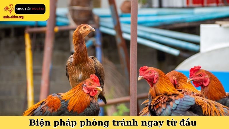 Cách xử lý gà chọi bị say nắng và biện pháp phòng tránh ngay từ đầu