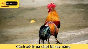 Cách xử lý gà chọi bị say nắng