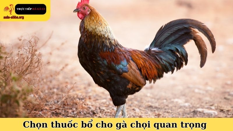 Chọn thuốc bổ cho gà chọi quan trọng với mỗi sư kê