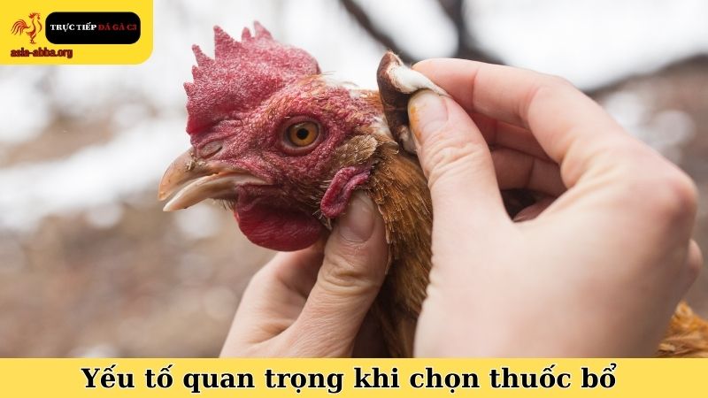 Những yếu tố quan trọng nhất khi chọn thuốc bổ cho gà chọi