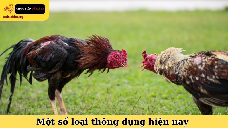 Chọn thuốc bổ cho gà chọi và một số loại thông dụng hiện nay