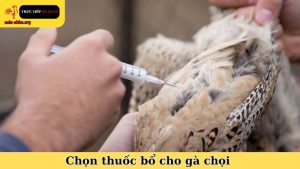 chọn thuốc bổ cho gà chọi