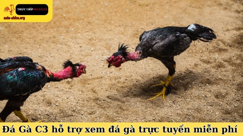 Đá Gà C3 hỗ trợ xem đá gà trực tuyến miễn phí và không quảng cáo