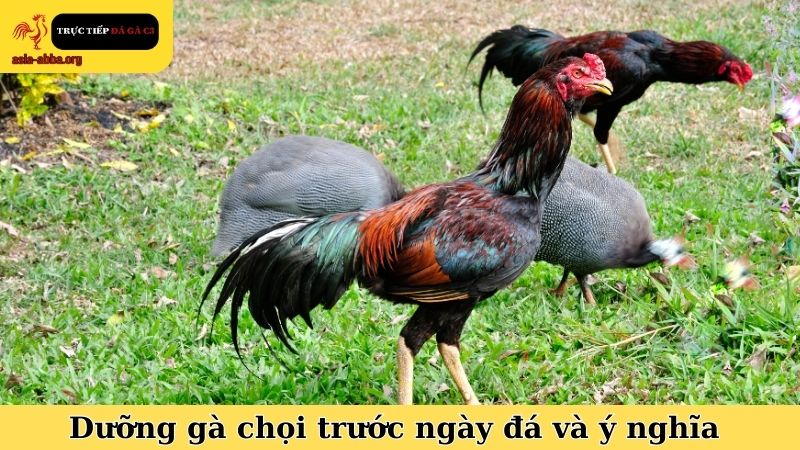 Dưỡng gà chọi trước ngày đá và ý nghĩa trước khi ra trận