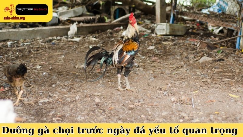 Dưỡng gà chọi trước ngày đá và một số yếu tố quan trọng nhất