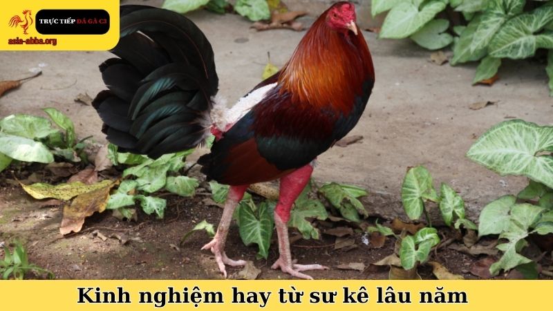 Kinh nghiệm hay từ sư kê lâu năm trong giai đoạn dưỡng gà chọi trước ngày đá