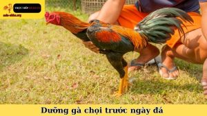 dưỡng gà chọi trước ngày đá