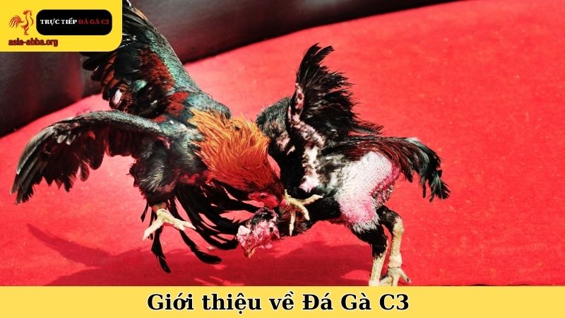 Giới thiệu về Đá Gà C3 giai đoạn hình thành và phát triển