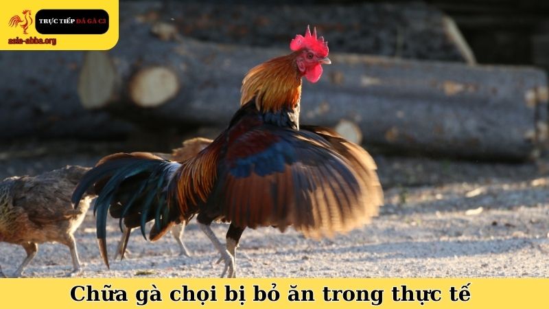Kinh nghiệm chữa gà chọi bị bỏ ăn được sử dụng rất nhiều trong thực tế