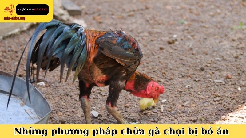Những phương pháp hay trong kinh nghiệm chữa gà chọi bị bỏ ăn