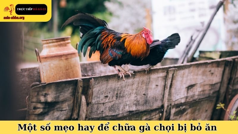 Một số mẹo hay trong kinh nghiệm chữa gà chọi bị bỏ ăn