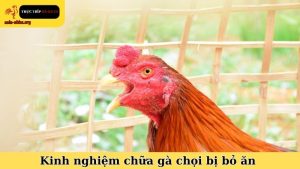 Kinh nghiệm chữa gà chọi bị bỏ ăn