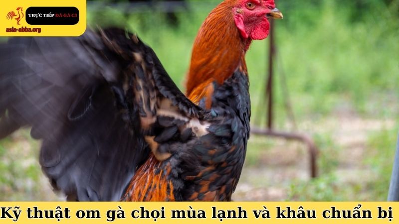Kỹ thuật om gà chọi mùa lạnh và khâu chuẩn bị trước đó