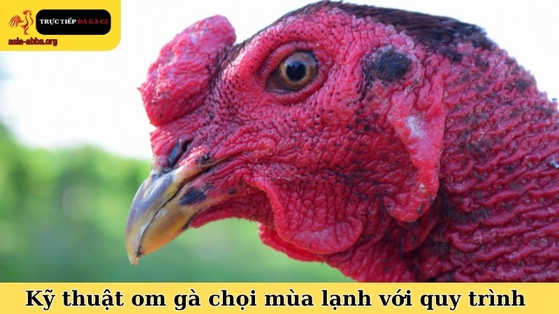 Kỹ thuật om gà chọi mùa lạnh với quy trình thực hiện đúng chuẩn