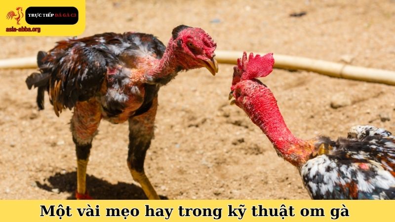 Một vài mẹo hay trong kỹ thuật om gà chọi mùa lạnh nên áp dụng