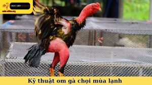 kỹ thuật om gà chọi mùa lạnh