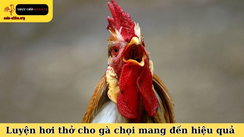 Luyện hơi thở cho gà chọi mang đến hiệu quả tốt