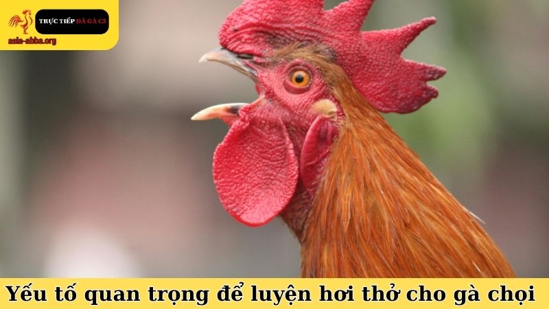 Những yếu tố quan trọng nhất để rèn luyện hơi thở cho gà chọi