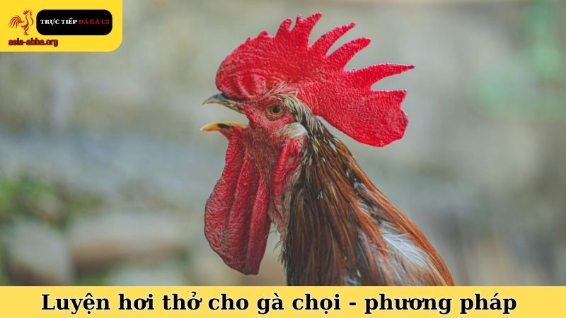 Luyện hơi thở cho gà chọi và những phương pháp nên thực hiện