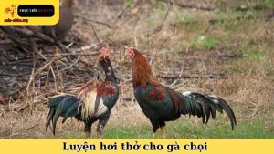 luyện hơi thở cho gà chọi