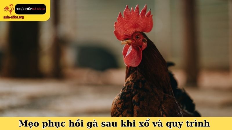 Mẹo phục hồi gà sau khi xổ và quy trình thực hiện chuẩn
