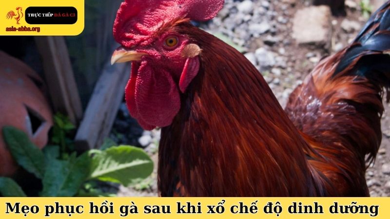 Mẹo phục hồi gà sau khi xổ và xây dựng chế độ dinh dưỡng hợp lý